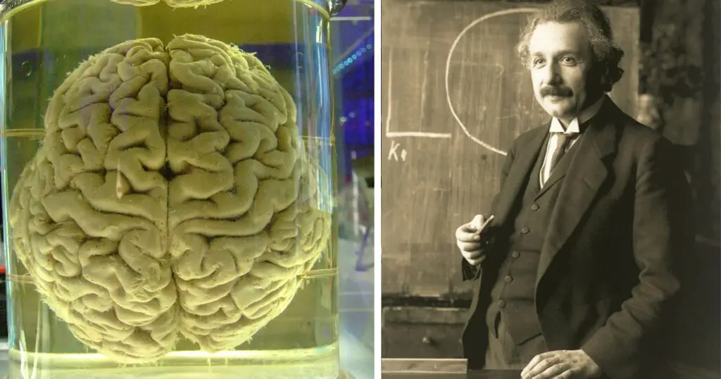 Furtul Creierului Lui Albert Einstein O Poveste Nc Lcit